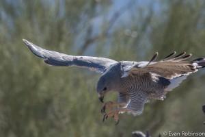 24202087283_612ac29b2f_z