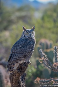 24710426482_9f42def89a_z